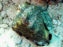 King Helmet IMG 3131